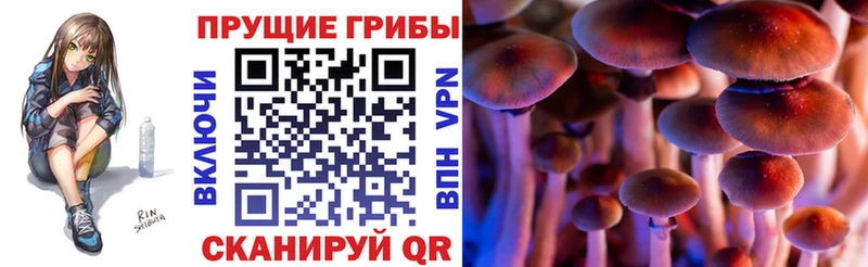 Галлюциногенные грибы Psilocybine cubensis  Видное 