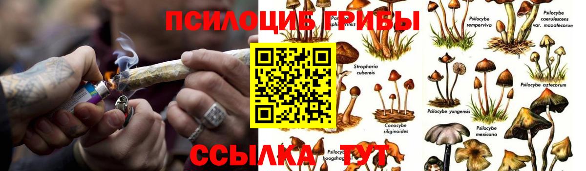 Галлюциногенные грибы Psilocybine cubensis  Галлюциногенные грибы мицелий  Видное  Вход с VPN 